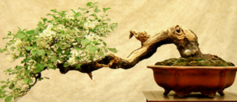 bonsai